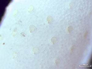  (Leieschara - HMSC174-01477)  @11 [ ] by-nc-sa  Unspecified Huntsman Marine Science Centre