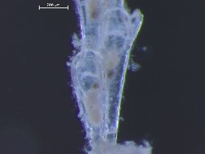  (Bicellariella - HMSC174-01536)  @11 [ ] CreativeCommons - Attribution Share-Alike (2025) Unspecified Huntsman Marine Science Centre