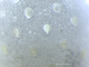  ( - HMSC174_02469)  @11 [ ] CreativeCommons - Attribution Share-Alike (2025) Unspecified Huntsman Marine Science Centre