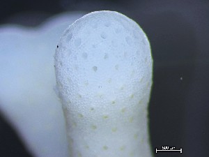  ( - HMSC174_02469)  @11 [ ] CreativeCommons - Attribution Share-Alike (2025) Unspecified Huntsman Marine Science Centre