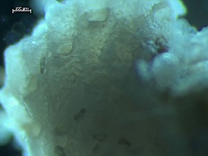  ( - HMSC174_02480)  @11 [ ] CreativeCommons - Attribution Share-Alike (2025) Unspecified Huntsman Marine Science Centre