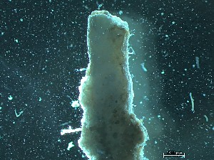  ( - HMSC174_02480)  @11 [ ] CreativeCommons - Attribution Share-Alike (2025) Unspecified Huntsman Marine Science Centre