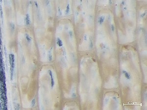  ( - HMSC174_02503)  @11 [ ] CreativeCommons - Attribution Share-Alike (2025) Unspecified Huntsman Marine Science Centre