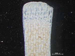  ( - HMSC174_02503)  @11 [ ] CreativeCommons - Attribution Share-Alike (2025) Unspecified Huntsman Marine Science Centre