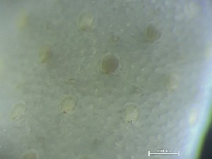  ( - HMSC174_02535)  @11 [ ] CreativeCommons - Attribution Share-Alike (2025) Unspecified Huntsman Marine Science Centre