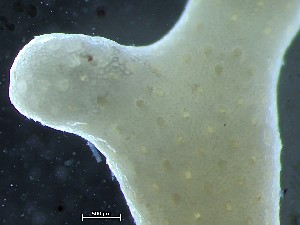  ( - HMSC174_02535)  @11 [ ] CreativeCommons - Attribution Share-Alike (2025) Unspecified Huntsman Marine Science Centre