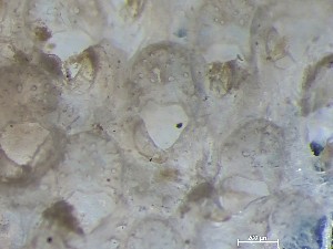  ( - HMSC174_02564B)  @11 [ ] CreativeCommons - Attribution Share-Alike (2025) Unspecified Huntsman Marine Science Centre