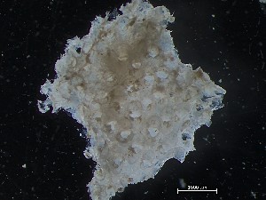  ( - HMSC174_02564B)  @11 [ ] CreativeCommons - Attribution Share-Alike (2025) Unspecified Huntsman Marine Science Centre