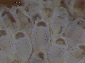  ( - HMSC174_02600)  @11 [ ] CreativeCommons - Attribution Share-Alike (2025) Unspecified Huntsman Marine Science Centre