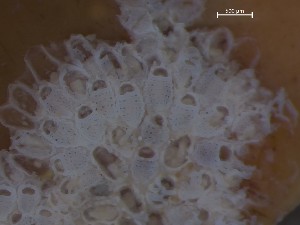  ( - HMSC174_02600)  @11 [ ] CreativeCommons - Attribution Share-Alike (2025) Unspecified Huntsman Marine Science Centre