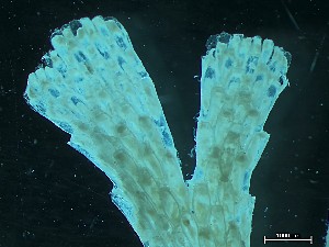  ( - HMSC174_02610)  @11 [ ] CreativeCommons - Attribution Share-Alike (2025) Unspecified Huntsman Marine Science Centre