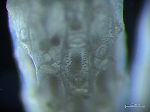  ( - HMSC174_02611)  @11 [ ] CreativeCommons - Attribution Share-Alike (2025) Unspecified Huntsman Marine Science Centre