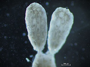  ( - HMSC174_02611)  @11 [ ] CreativeCommons - Attribution Share-Alike (2025) Unspecified Huntsman Marine Science Centre