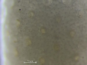  ( - HMSC174_02636)  @11 [ ] CreativeCommons - Attribution Share-Alike (2025) Unspecified Huntsman Marine Science Centre