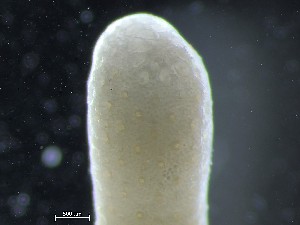  ( - HMSC174_02636)  @11 [ ] CreativeCommons - Attribution Share-Alike (2025) Unspecified Huntsman Marine Science Centre