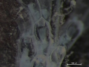  ( - HMSC174_03180)  @11 [ ] CreativeCommons - Attribution Share-Alike (2025) Unspecified Huntsman Marine Science Centre