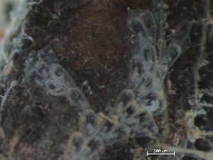  ( - HMSC174_03180)  @11 [ ] CreativeCommons - Attribution Share-Alike (2025) Unspecified Huntsman Marine Science Centre