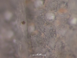  ( - HMSC174_03193)  @11 [ ] CreativeCommons - Attribution Share-Alike (2025) Unspecified Huntsman Marine Science Centre