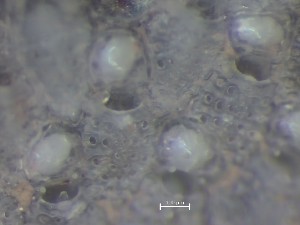  ( - HMSC174_03207)  @11 [ ] CreativeCommons - Attribution Share-Alike (2025) Unspecified Huntsman Marine Science Centre