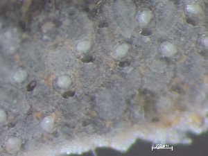  ( - HMSC174_03207)  @11 [ ] CreativeCommons - Attribution Share-Alike (2025) Unspecified Huntsman Marine Science Centre