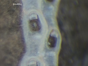  ( - HMSC174_03271)  @11 [ ] CreativeCommons - Attribution Share-Alike (2025) Unspecified Huntsman Marine Science Centre