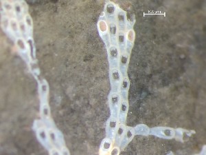  ( - HMSC174_03271)  @11 [ ] CreativeCommons - Attribution Share-Alike (2025) Unspecified Huntsman Marine Science Centre