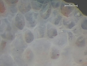  ( - HMSC174_03348)  @11 [ ] CreativeCommons - Attribution Share-Alike (2025) Unspecified Huntsman Marine Science Centre