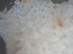  ( - HMSC174_03348)  @11 [ ] CreativeCommons - Attribution Share-Alike (2025) Unspecified Huntsman Marine Science Centre