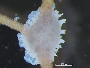  ( - HMSC174-03638)  @11 [ ] CreativeCommons - Attribution Share-Alike (2025) Unspecified Huntsman Marine Science Centre