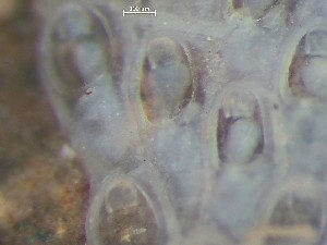  ( - HMSC174_03837)  @11 [ ] CreativeCommons - Attribution Share-Alike (2025) Unspecified Huntsman Marine Science Centre