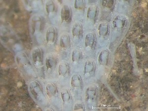  ( - HMSC174_03837)  @11 [ ] CreativeCommons - Attribution Share-Alike (2025) Unspecified Huntsman Marine Science Centre