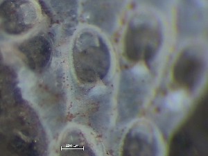  ( - HMSC174_03898)  @11 [ ] CreativeCommons - Attribution Share-Alike (2025) Unspecified Huntsman Marine Science Centre