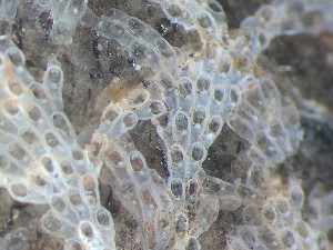  ( - HMSC174_03898)  @11 [ ] CreativeCommons - Attribution Share-Alike (2025) Unspecified Huntsman Marine Science Centre