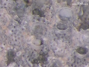  ( - HMSC174_03902)  @11 [ ] CreativeCommons - Attribution Share-Alike (2025) Unspecified Huntsman Marine Science Centre