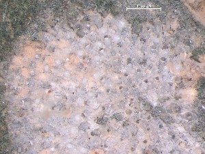  ( - HMSC174_03902)  @11 [ ] CreativeCommons - Attribution Share-Alike (2025) Unspecified Huntsman Marine Science Centre