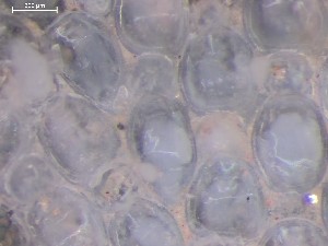  ( - HMSC174_03903)  @11 [ ] CreativeCommons - Attribution Share-Alike (2025) Unspecified Huntsman Marine Science Centre