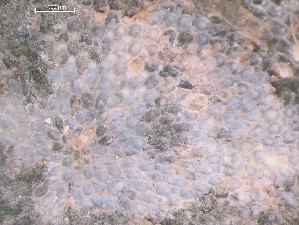  ( - HMSC174_03903)  @11 [ ] CreativeCommons - Attribution Share-Alike (2025) Unspecified Huntsman Marine Science Centre