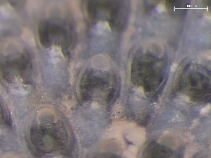  ( - HMSC174_03904)  @11 [ ] CreativeCommons - Attribution Share-Alike (2025) Unspecified Huntsman Marine Science Centre