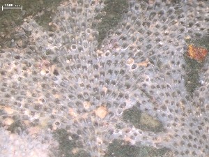  ( - HMSC174_03904)  @11 [ ] CreativeCommons - Attribution Share-Alike (2025) Unspecified Huntsman Marine Science Centre