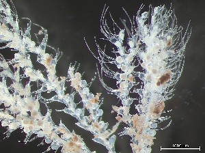  (Bicellariella ciliata - HMSC174_03951)  @11 [ ] CreativeCommons - Attribution Share-Alike (2025) Unspecified Huntsman Marine Science Centre