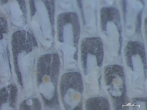  ( - HMSC174_03975)  @11 [ ] CreativeCommons - Attribution Share-Alike (2025) Unspecified Huntsman Marine Science Centre