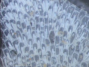  ( - HMSC174_03975)  @11 [ ] CreativeCommons - Attribution Share-Alike (2025) Unspecified Huntsman Marine Science Centre