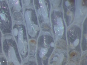  ( - HMSC174_03976)  @11 [ ] CreativeCommons - Attribution Share-Alike (2025) Unspecified Huntsman Marine Science Centre