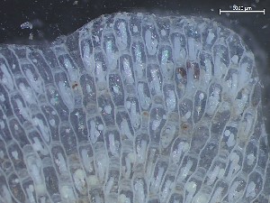  ( - HMSC174_03976)  @11 [ ] CreativeCommons - Attribution Share-Alike (2025) Unspecified Huntsman Marine Science Centre