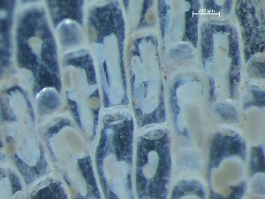  ( - HMSC174_03977)  @11 [ ] CreativeCommons - Attribution Share-Alike (2025) Unspecified Huntsman Marine Science Centre