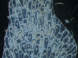  ( - HMSC174_03977)  @11 [ ] CreativeCommons - Attribution Share-Alike (2025) Unspecified Huntsman Marine Science Centre