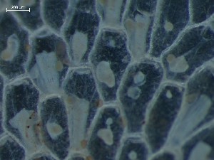  ( - HMSC174_03978)  @11 [ ] CreativeCommons - Attribution Share-Alike (2025) Unspecified Huntsman Marine Science Centre