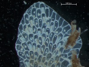  ( - HMSC174_03978)  @11 [ ] CreativeCommons - Attribution Share-Alike (2025) Unspecified Huntsman Marine Science Centre