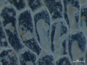  ( - HMSC174_03979)  @11 [ ] CreativeCommons - Attribution Share-Alike (2025) Unspecified Huntsman Marine Science Centre