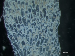  ( - HMSC174_03979)  @11 [ ] CreativeCommons - Attribution Share-Alike (2025) Unspecified Huntsman Marine Science Centre